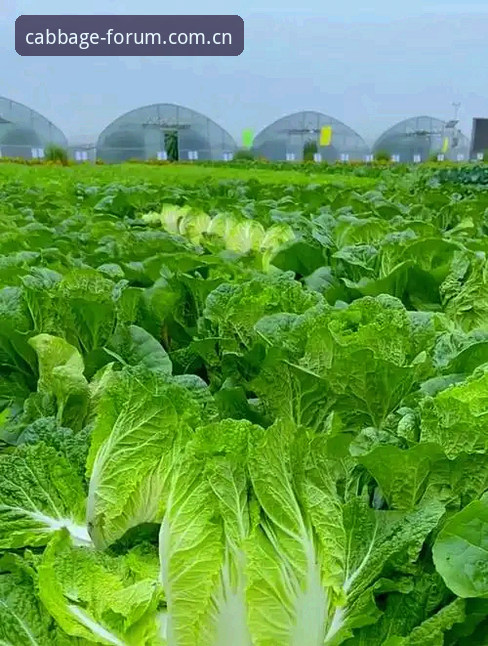 冠军白菜平台安全入口详解：最新白菜网注册链接与导航更新指南