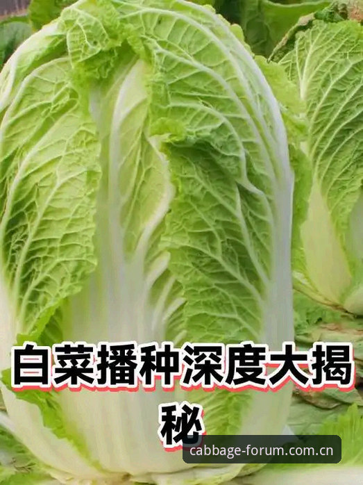深度揭秘冠军白菜网苹果版官方下载背后的真相
